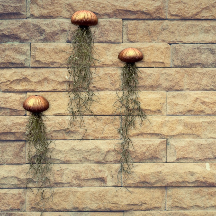 Prachtige Jellyfish luchtplantjes met zee-egels van echt glas