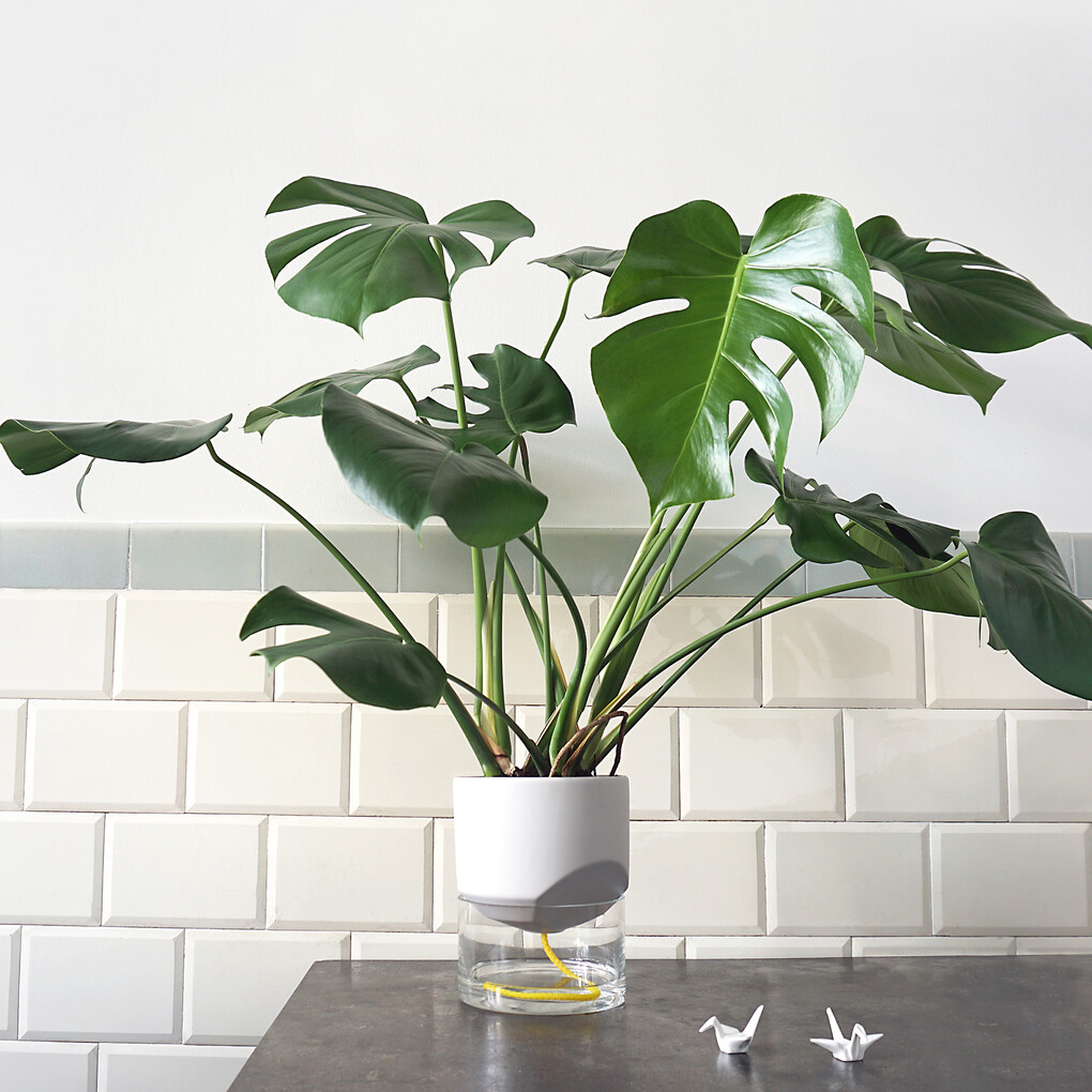 Kapi Groot - Pebble Gray - Swan Market | Conceptstore voor Creatieve Kado's